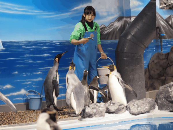越前松島水族館（獣医）